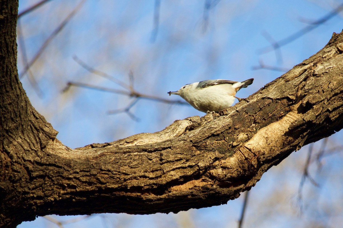 White-breasted Nuthatch - ML410611561