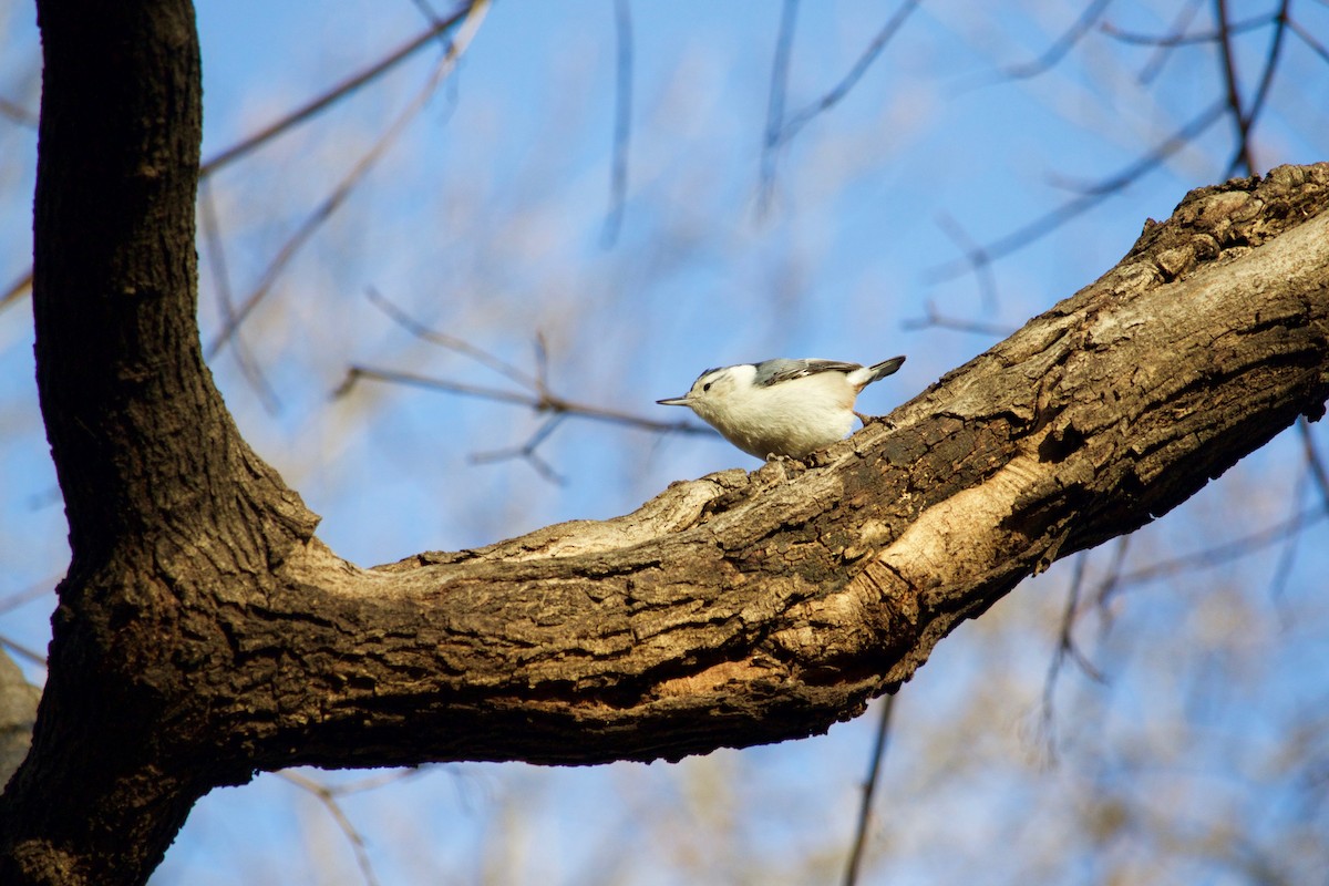 White-breasted Nuthatch - Loyan Beausoleil