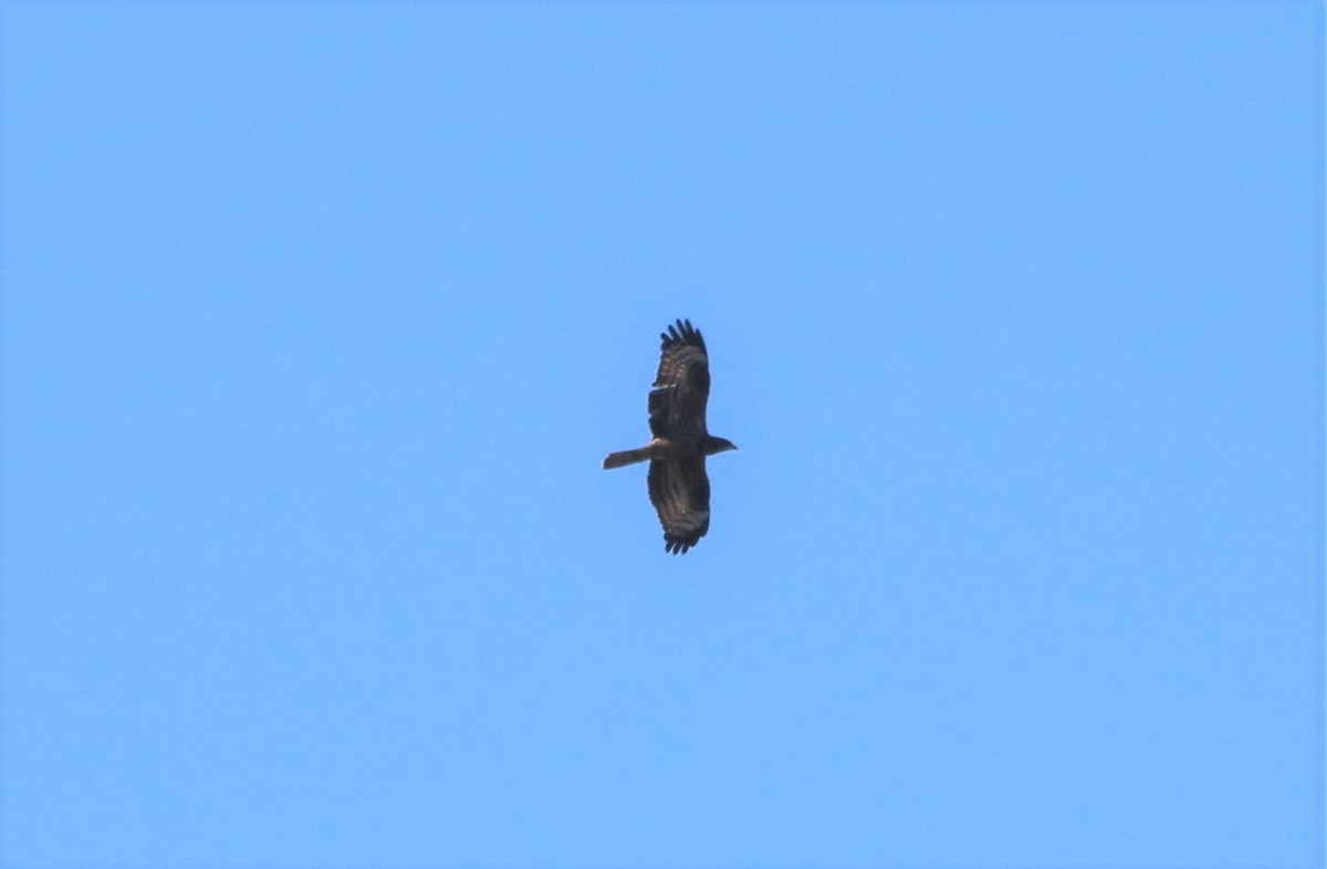 European Honey-buzzard - ML41061251