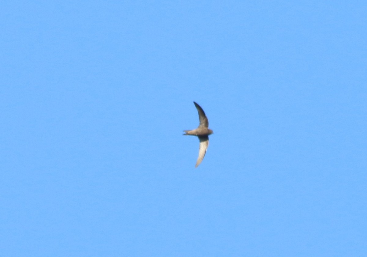 Pallid Swift - ML41061271