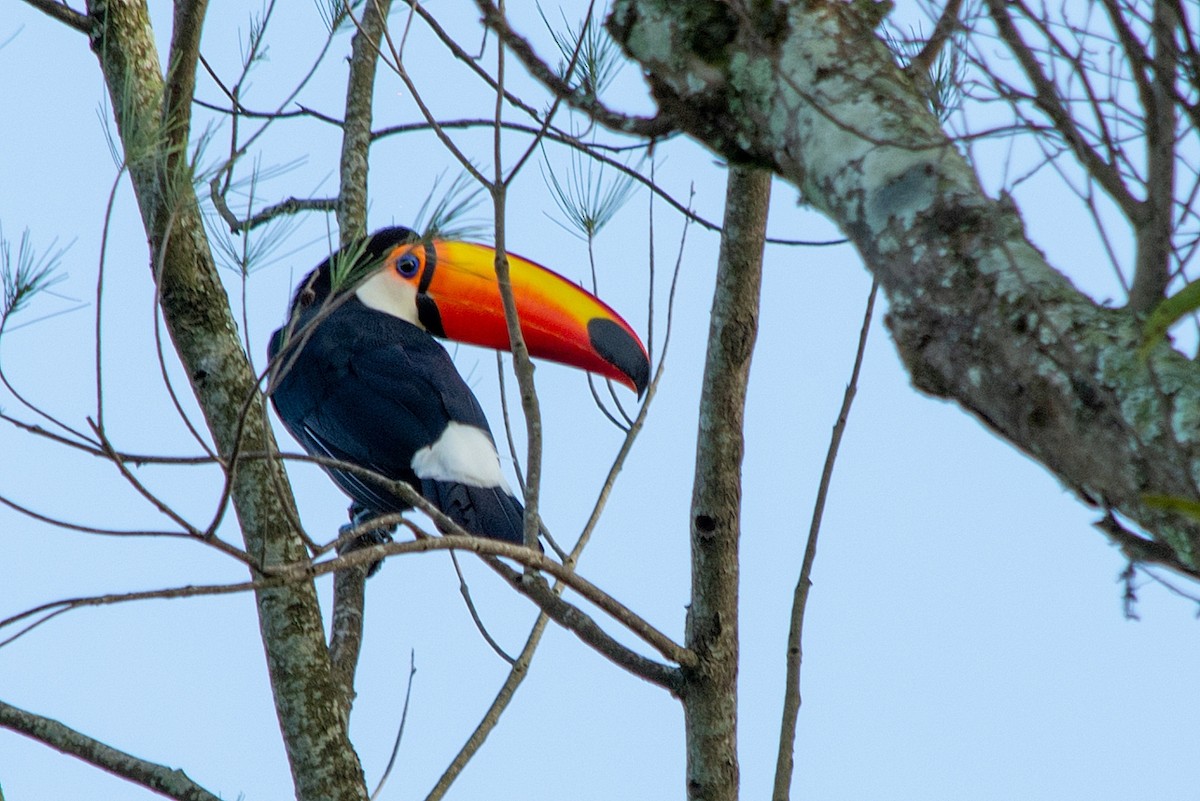 Toco Toucan - ML410612981