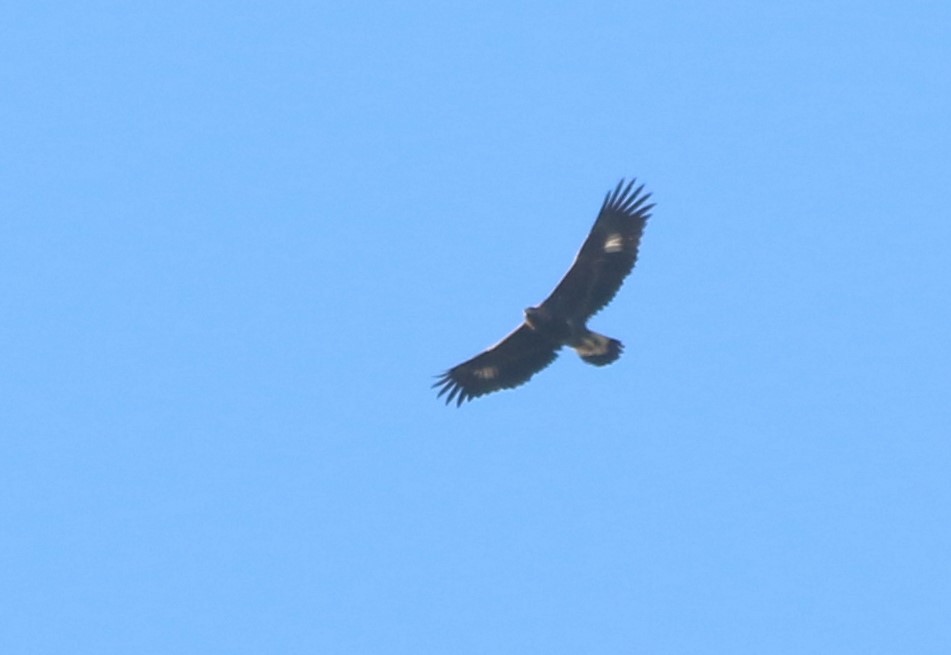 Golden Eagle - ML41061301