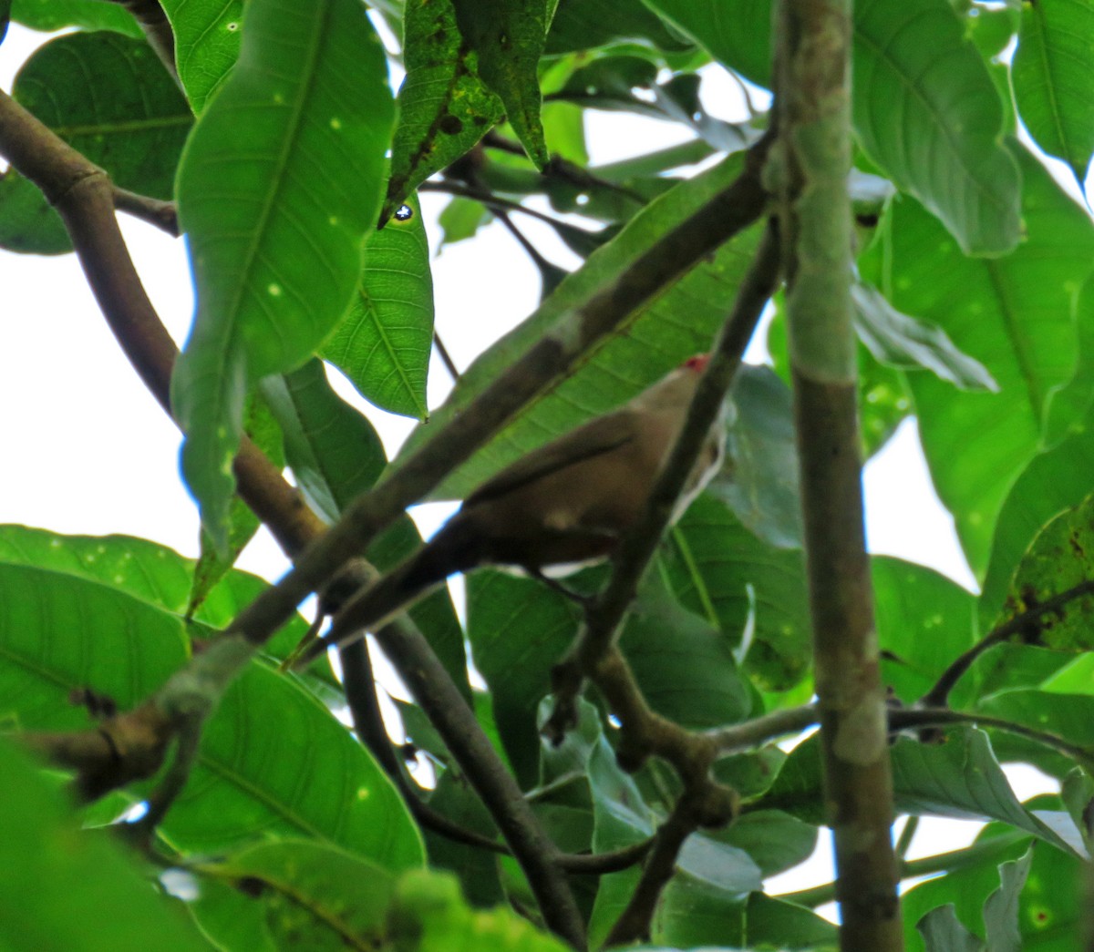 Common Waxbill - ML410613331