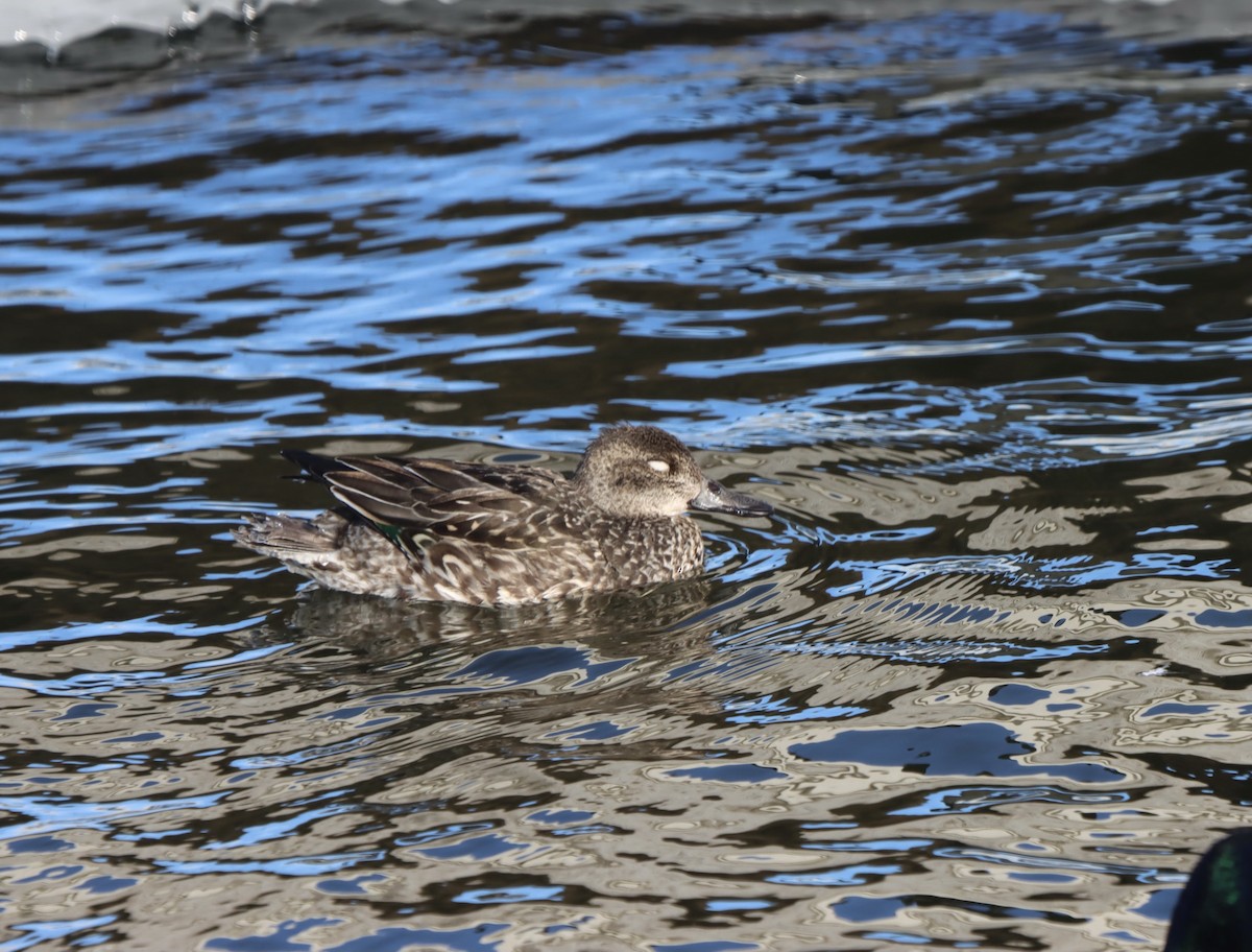 Green-winged Teal - ML410613731