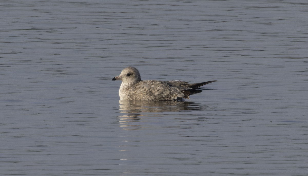 Ring-billed Gull - ML410614031