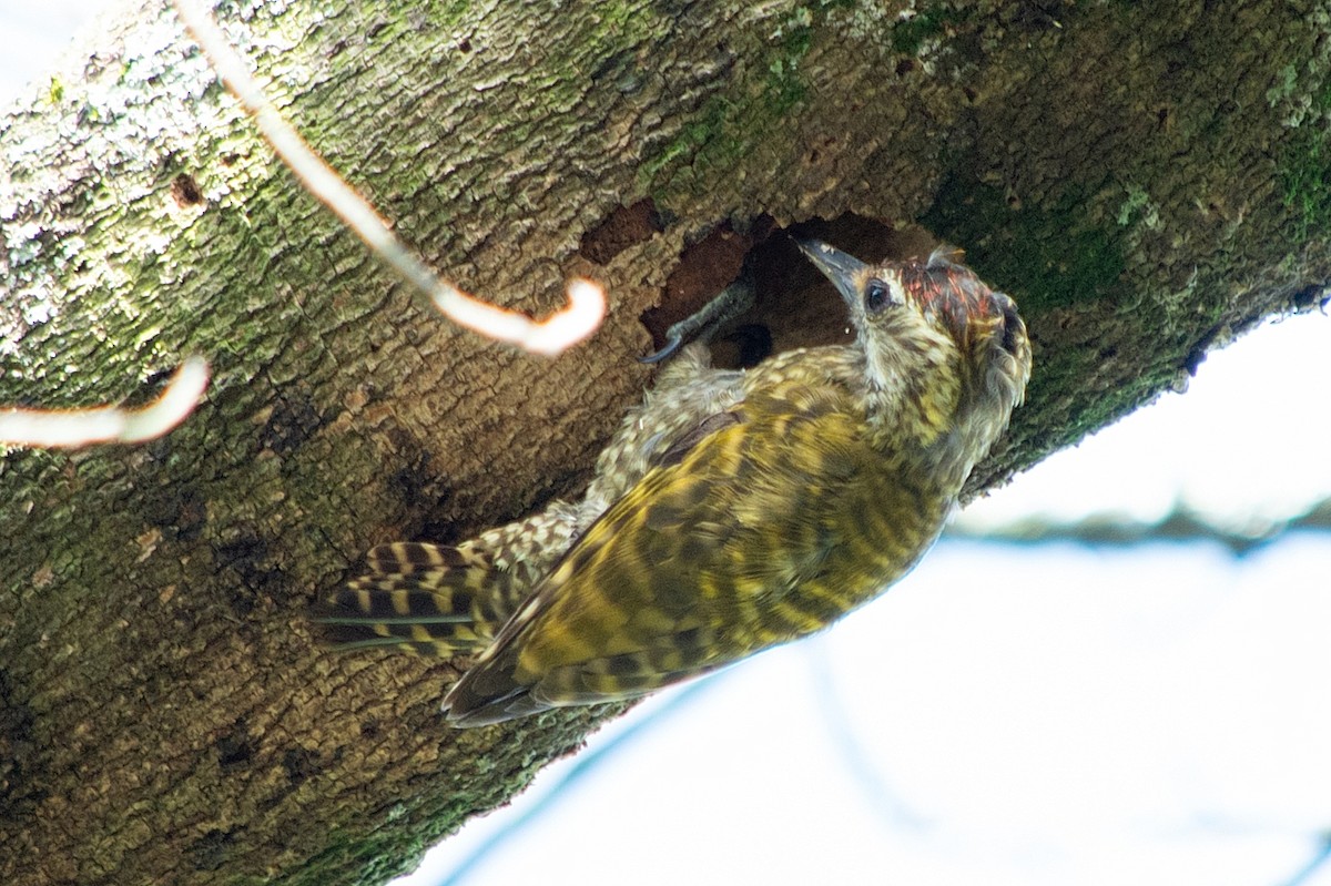 White-spotted Woodpecker - LUCIANO BERNARDES