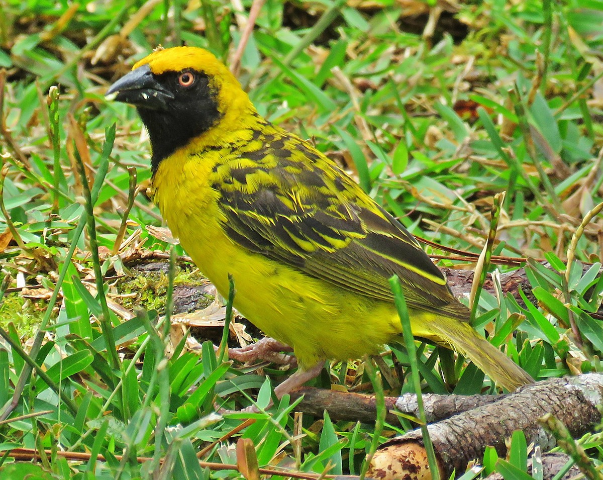 Village Weaver - ML410615331