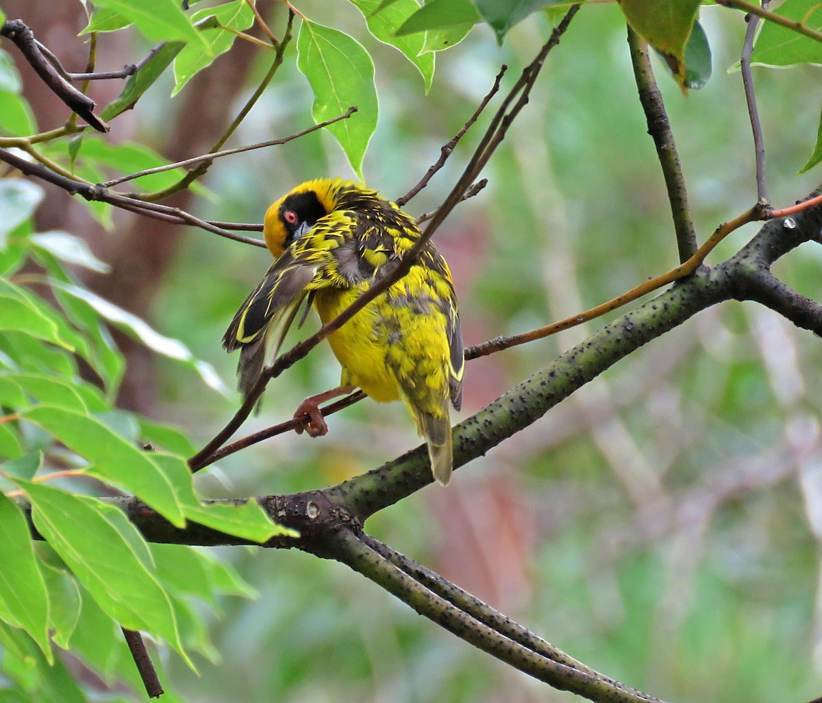 Village Weaver - ML410615341