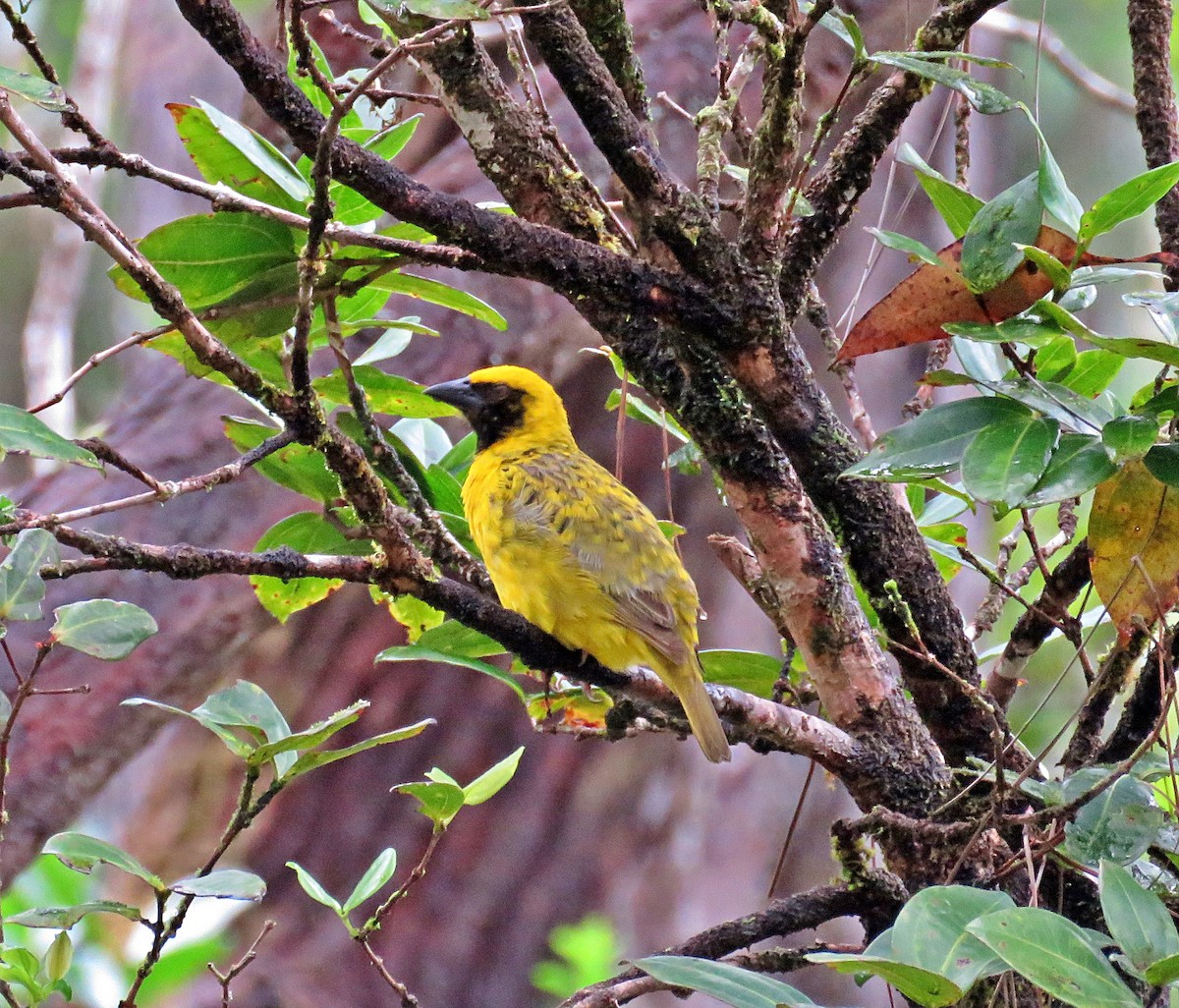 Village Weaver - ML410615351