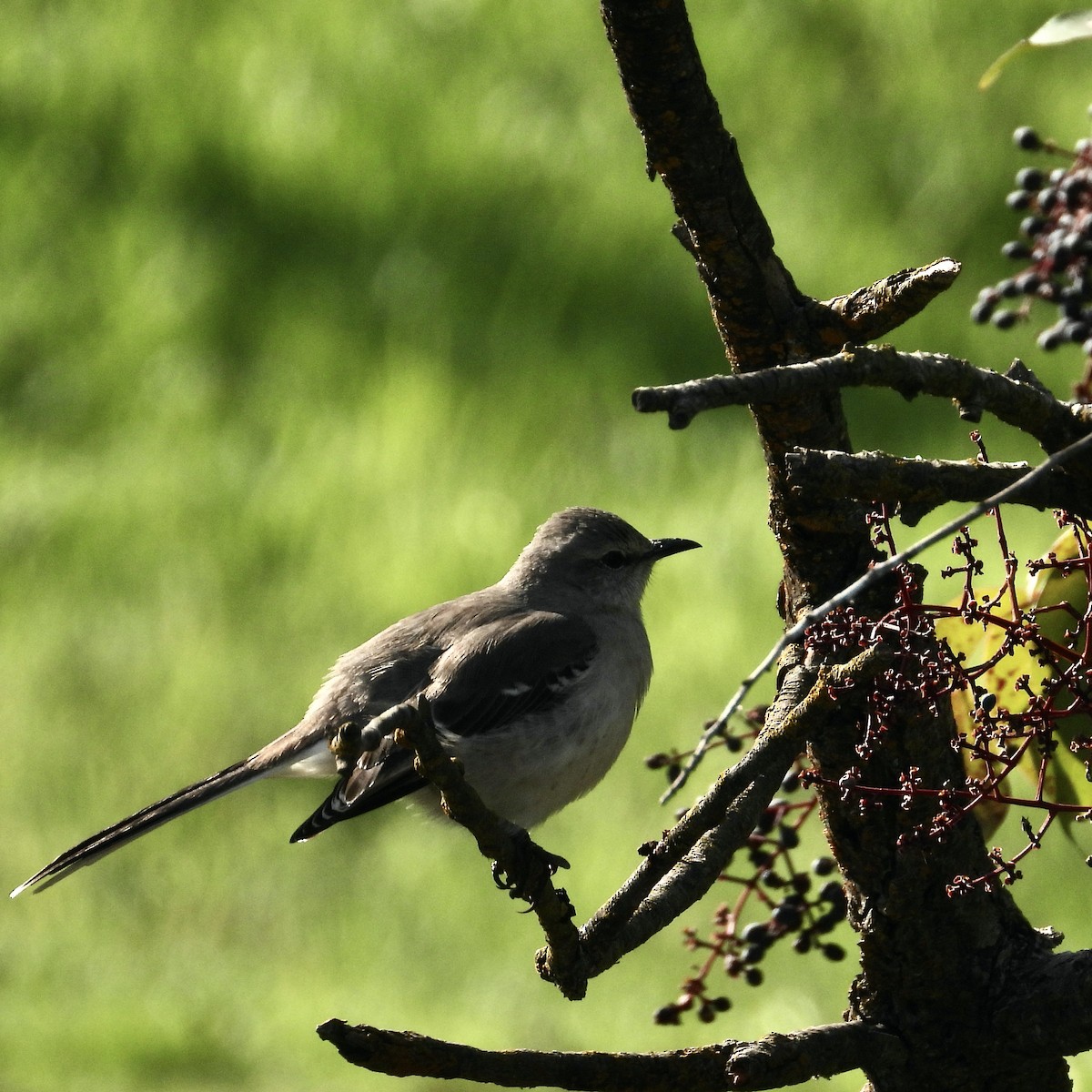 Northern Mockingbird - ML410616561