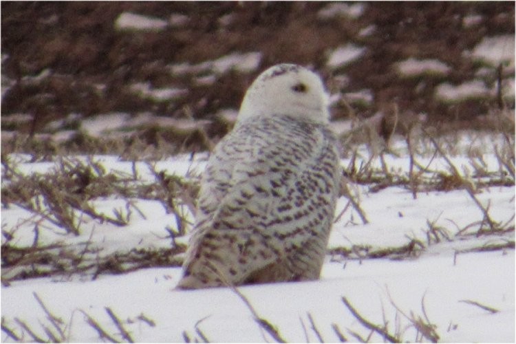 Snowy Owl - ML410617971