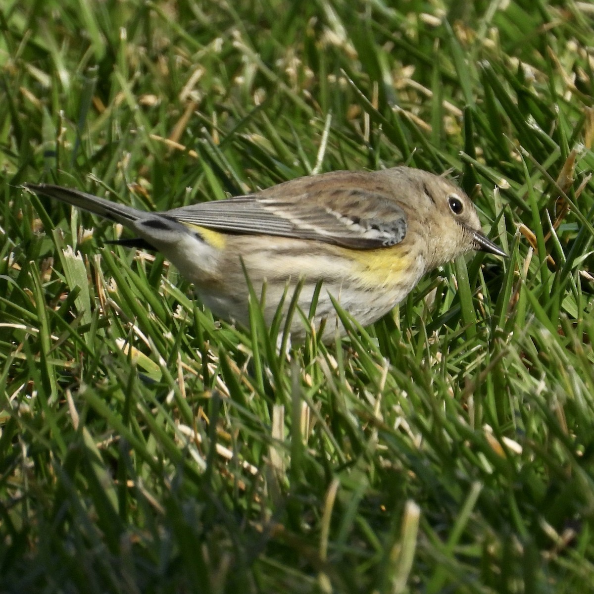 Yellow-rumped Warbler - Heather O'Connor