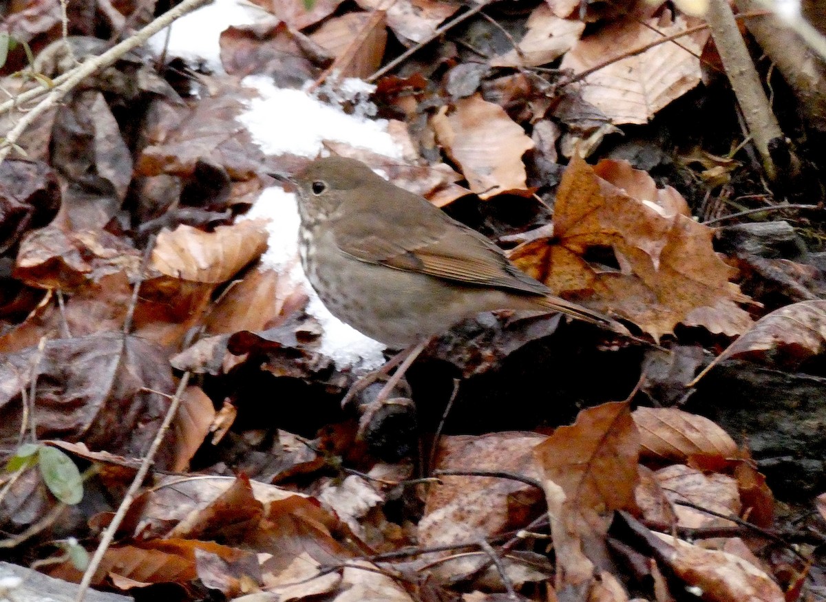 Hermit Thrush - ML410618691