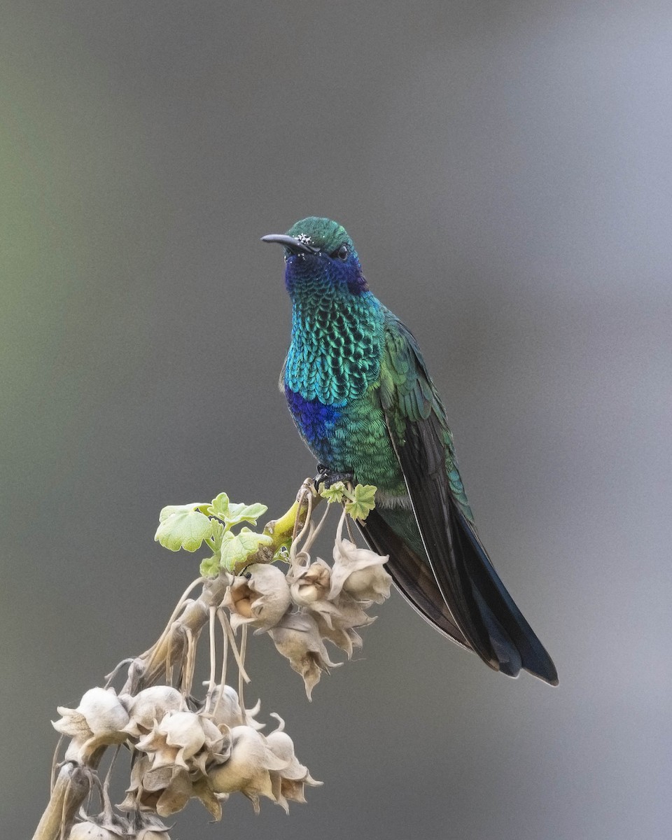 Sparkling Violetear - ML410619111