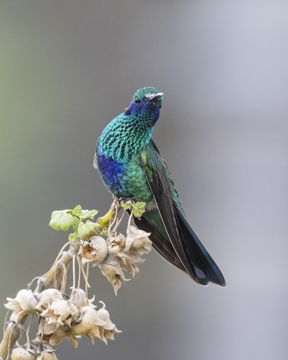 Sparkling Violetear - ML410619121