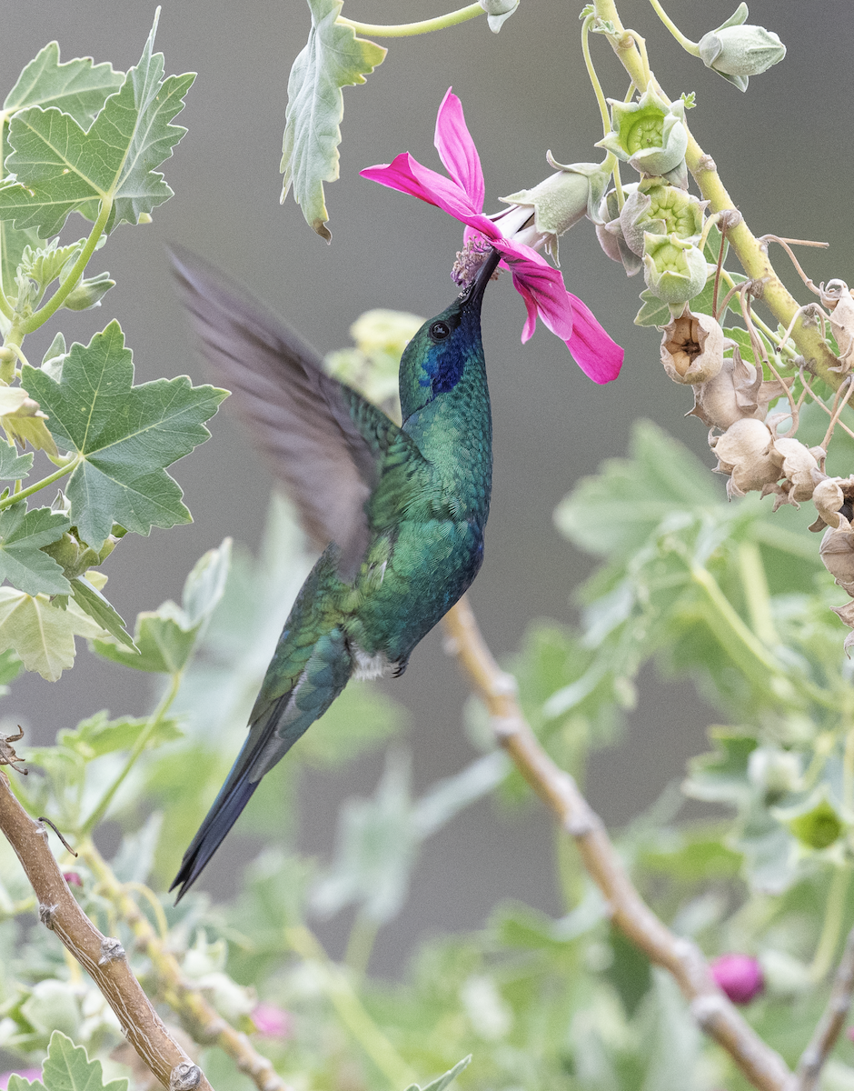 Sparkling Violetear - ML410619551