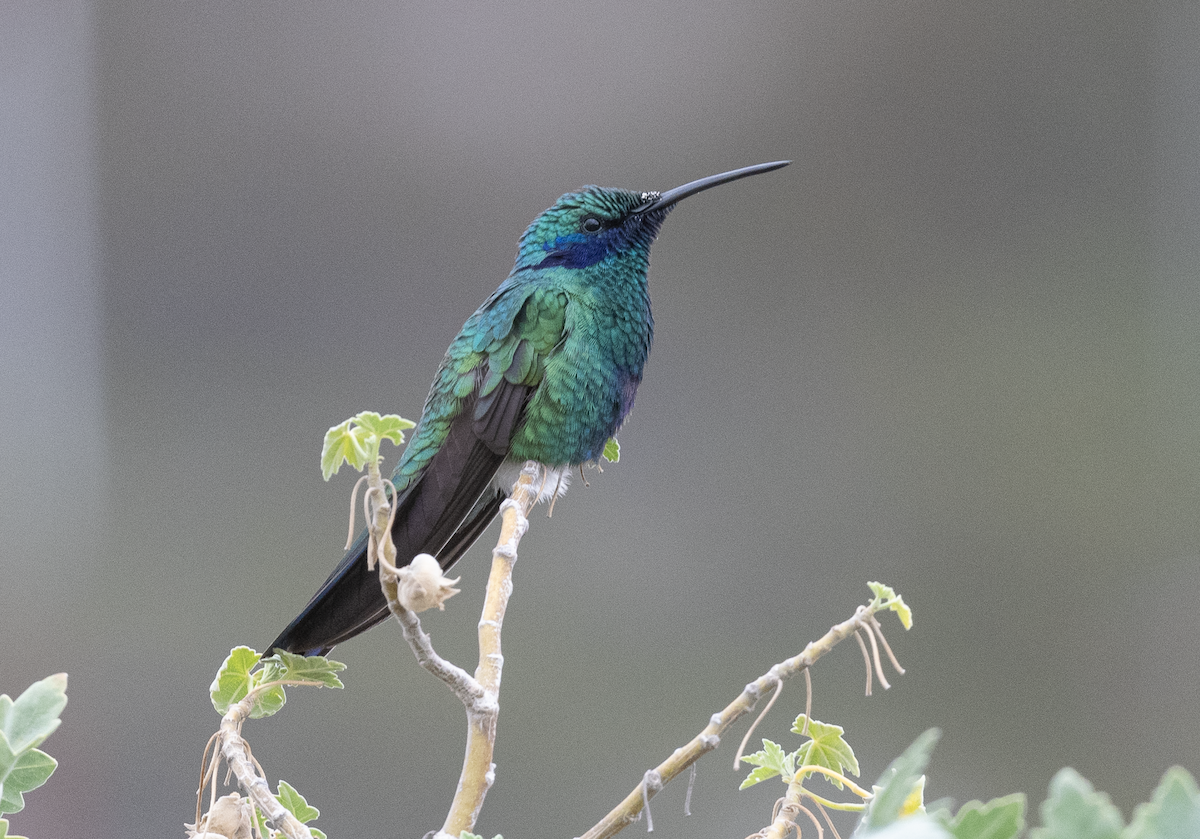 Sparkling Violetear - ML410619571