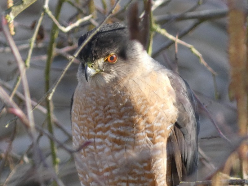 Cooper's Hawk - ML410619951