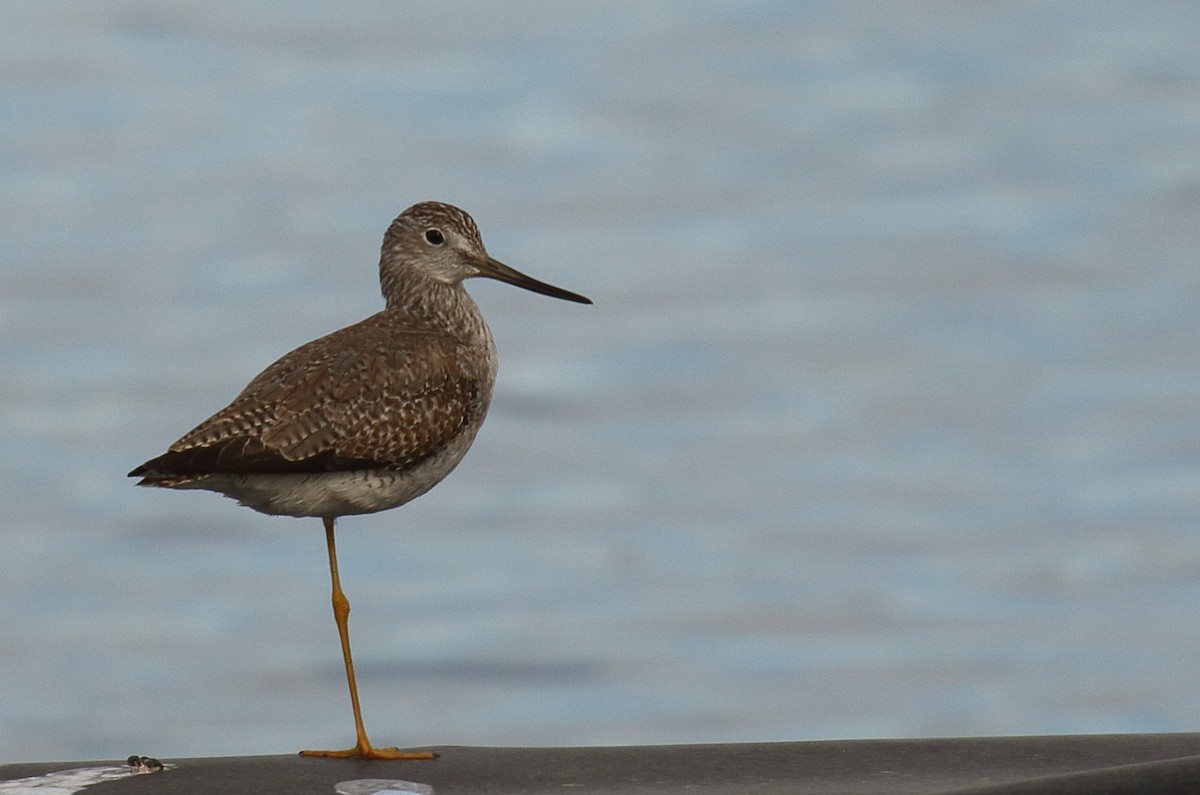 Greater Yellowlegs - ML410619991