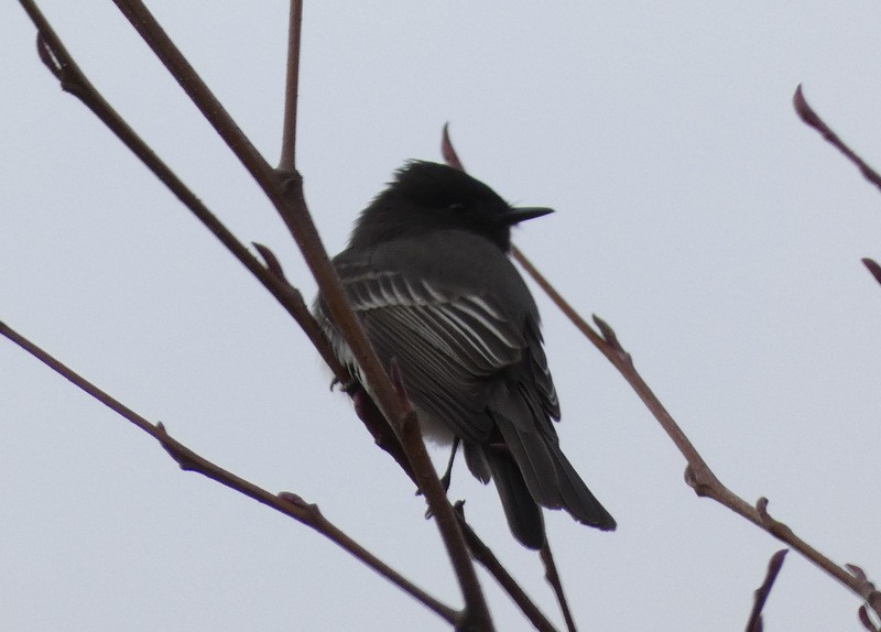 Black Phoebe - ML410620111