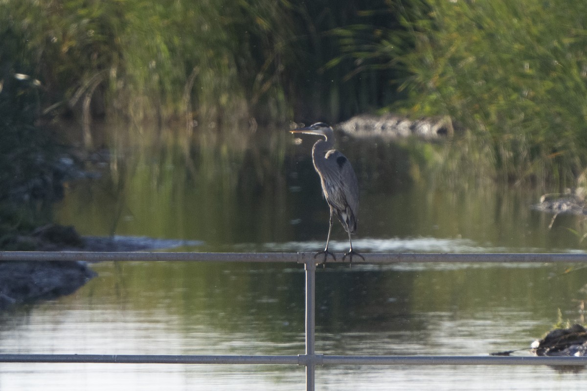 Garza Azulada - ML410620331