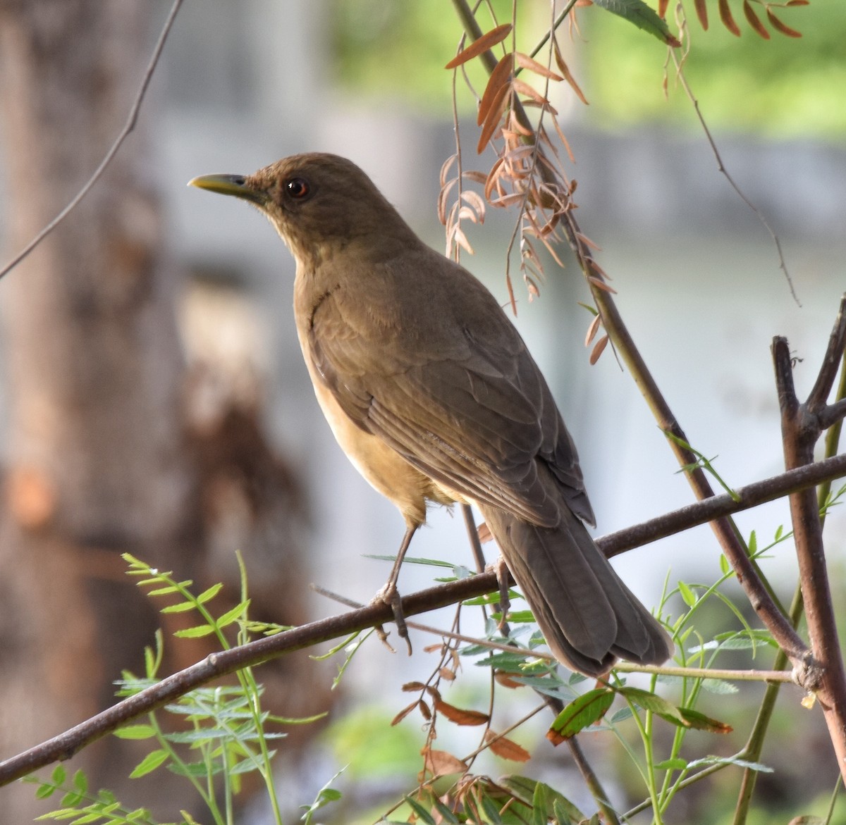 Clay-colored Thrush - ML410623931