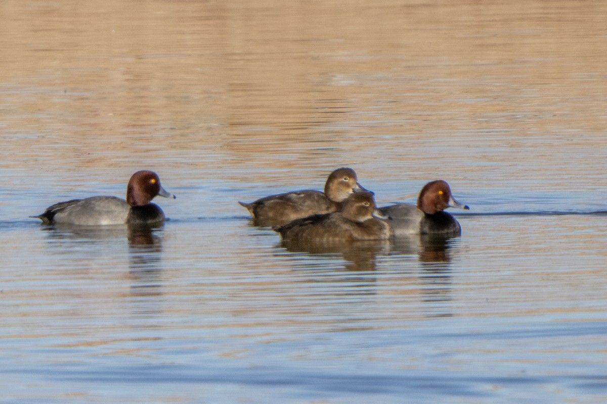 Redhead - ML410625461