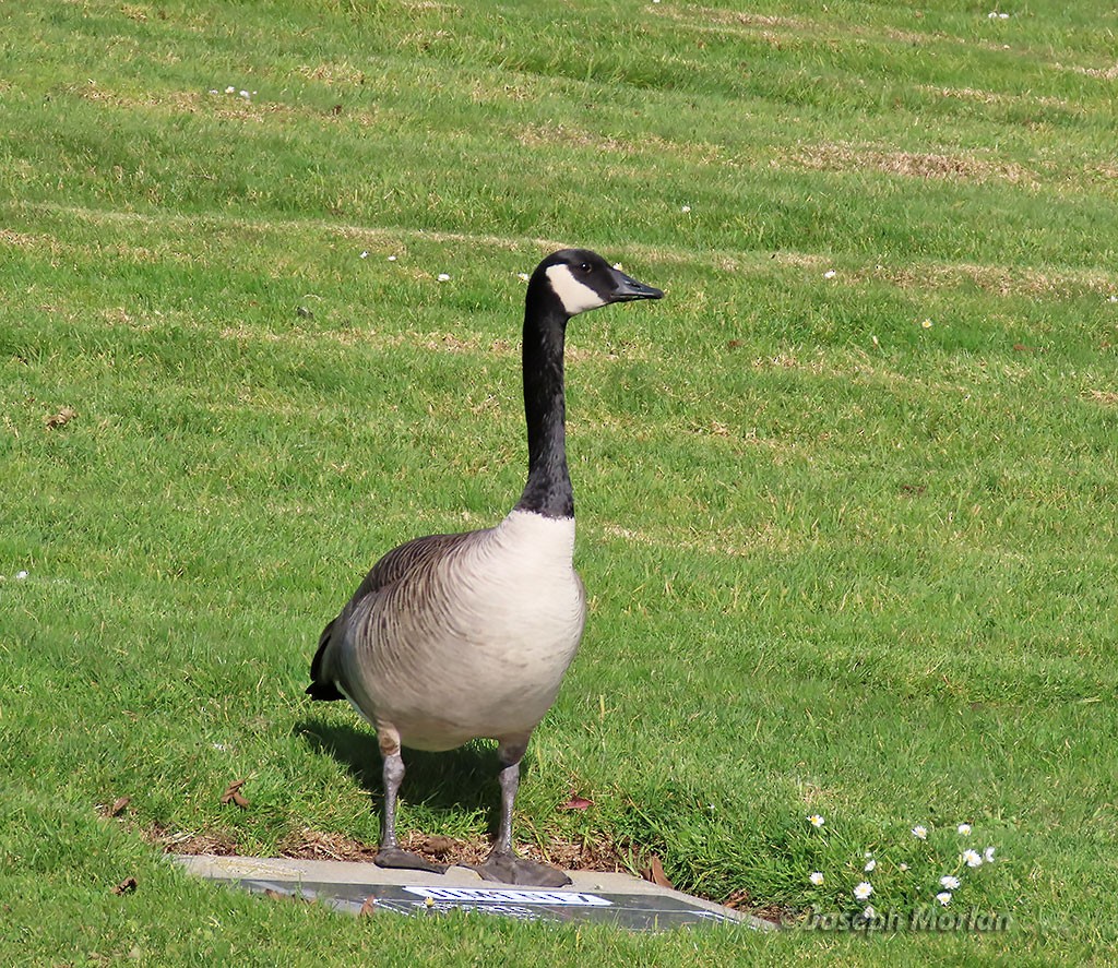 Canada Goose - ML410625521