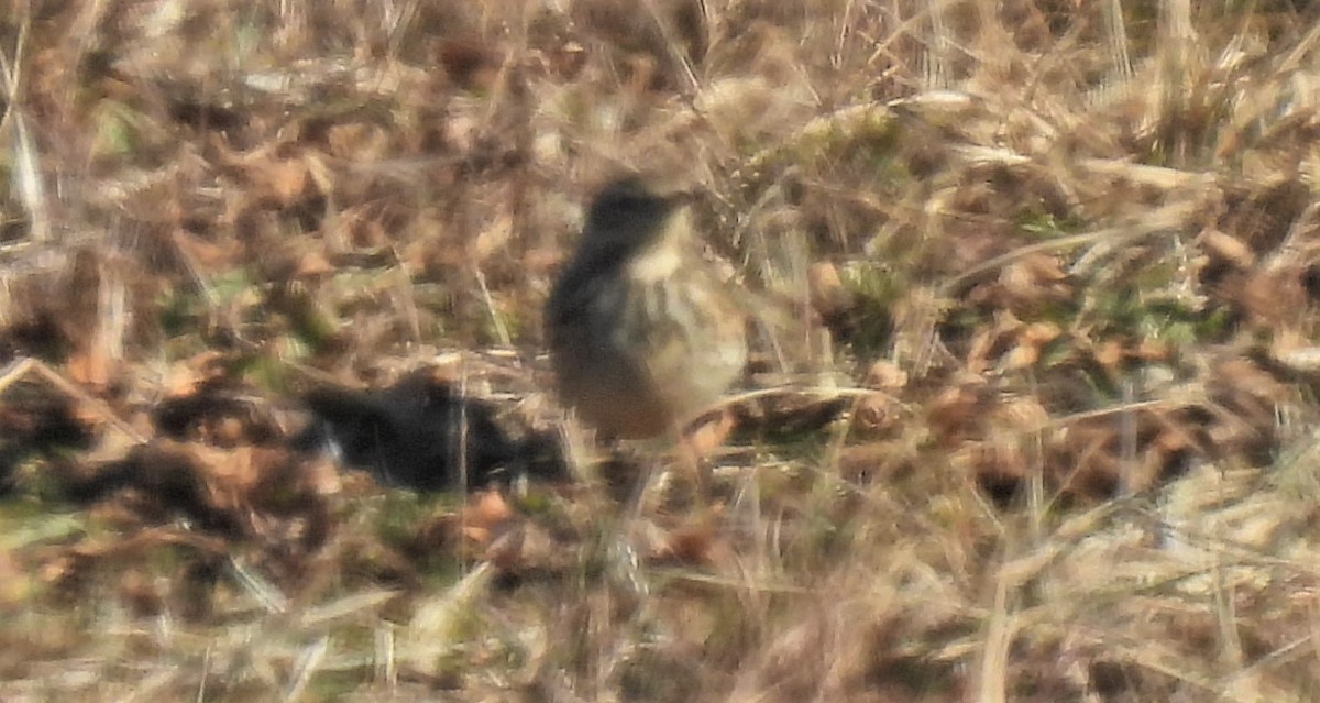 American Pipit - ML410628051