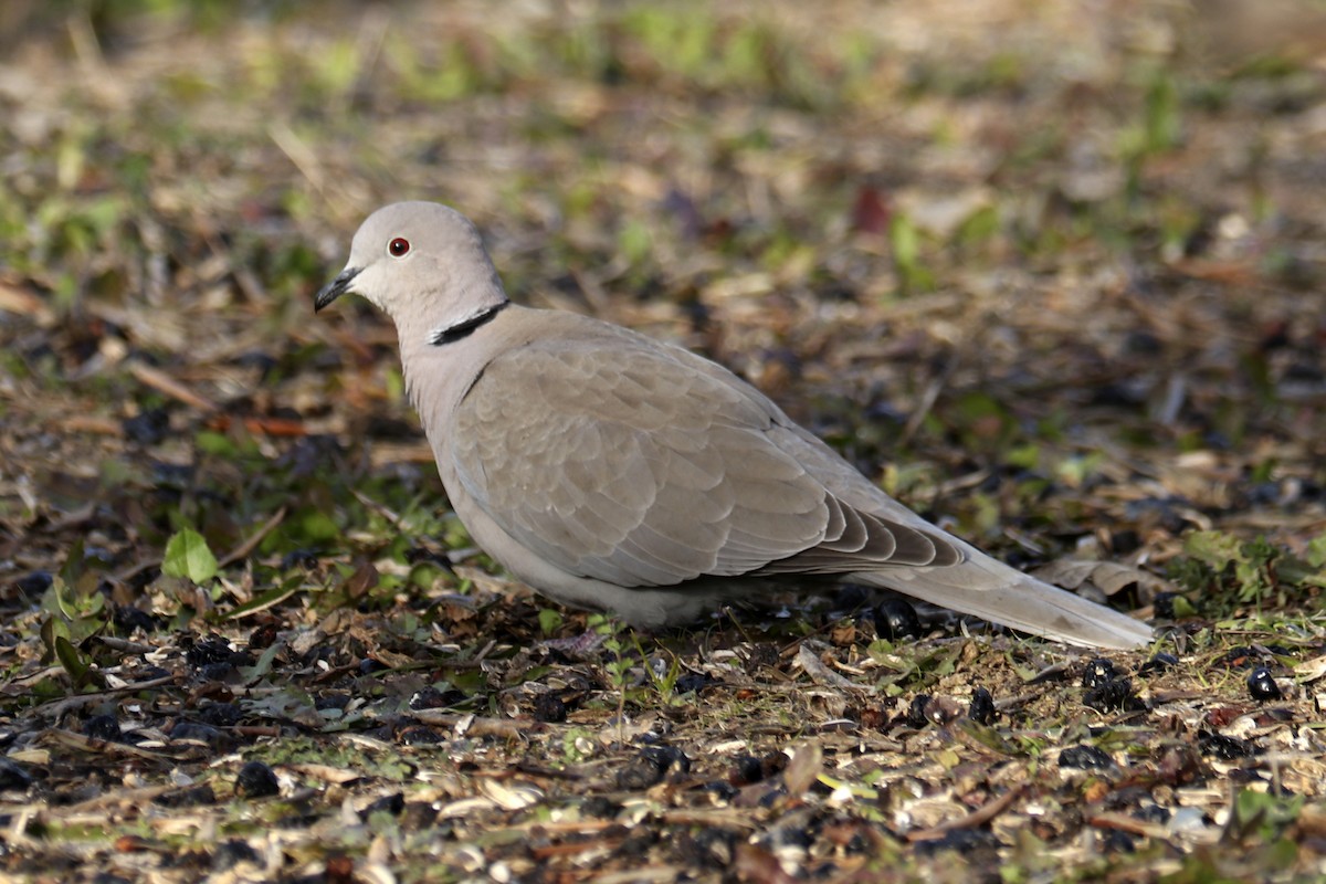 Eurasian Collared-Dove - Francisco Barroqueiro