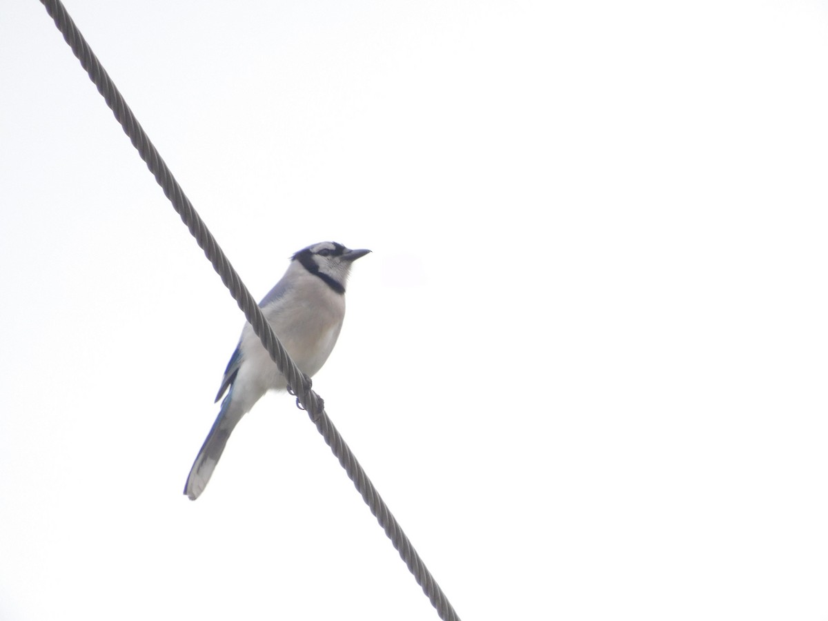 Blue Jay - ML410630821