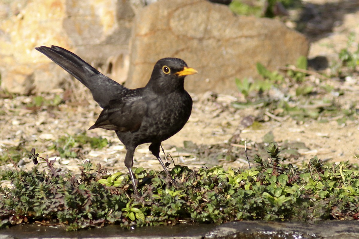 Eurasian Blackbird - ML410631181