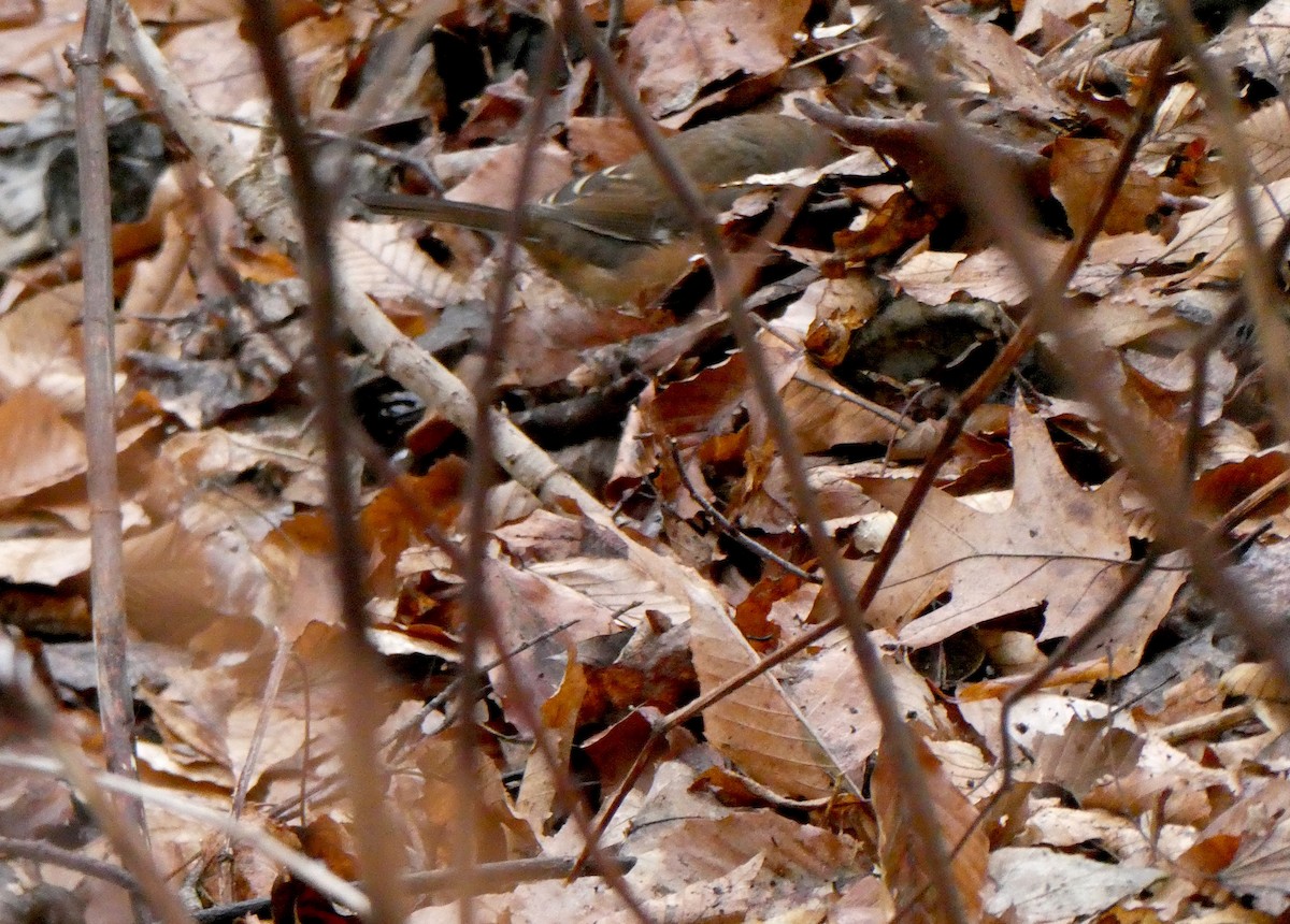 Eastern Towhee - ML410633411