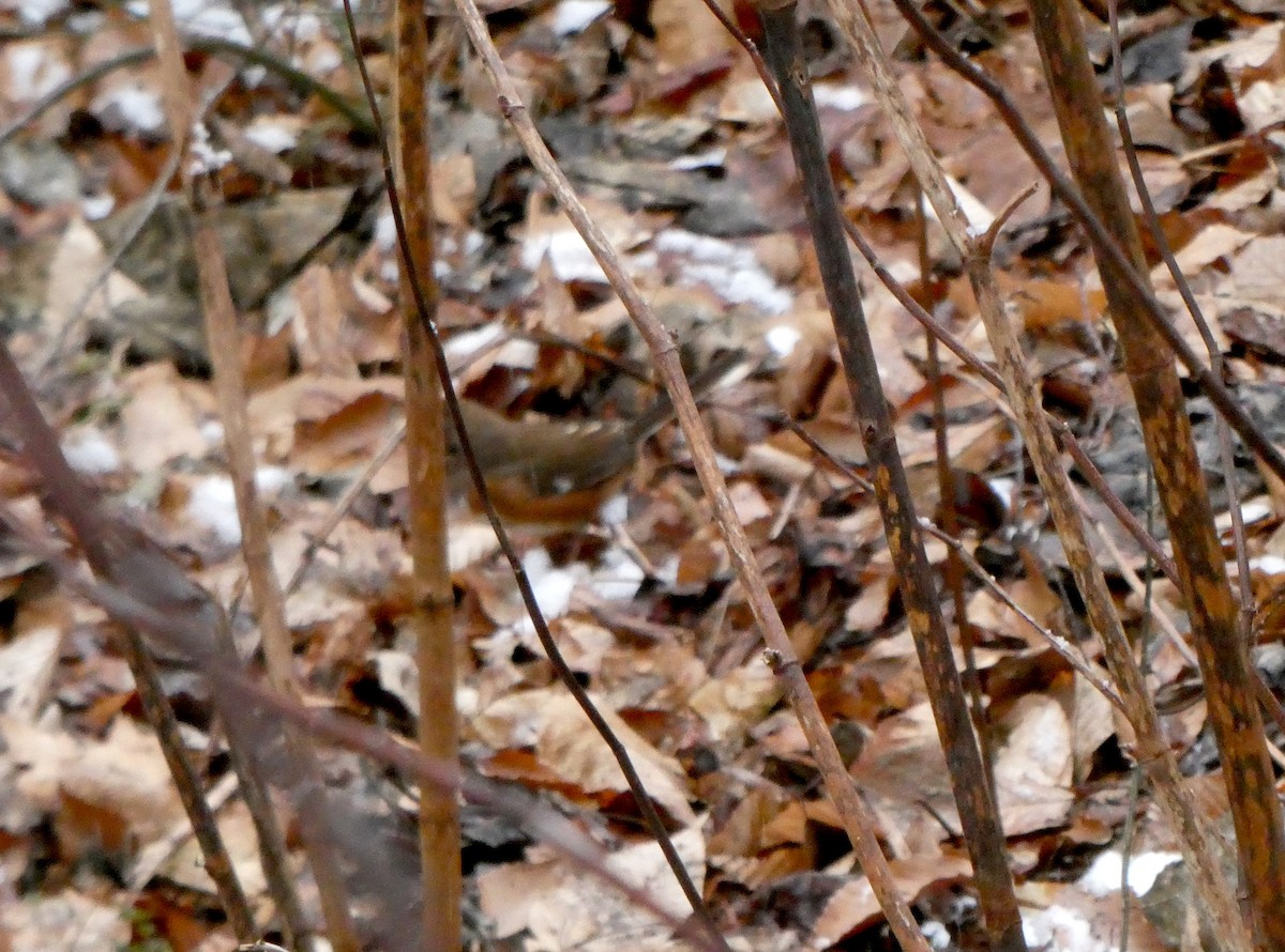 Eastern Towhee - ML410633541