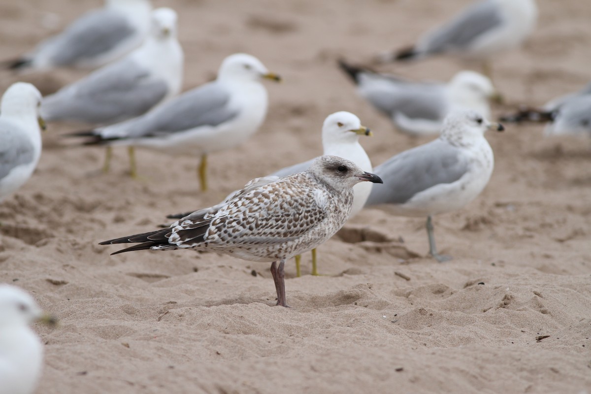 Ring-billed Gull - ML410633911