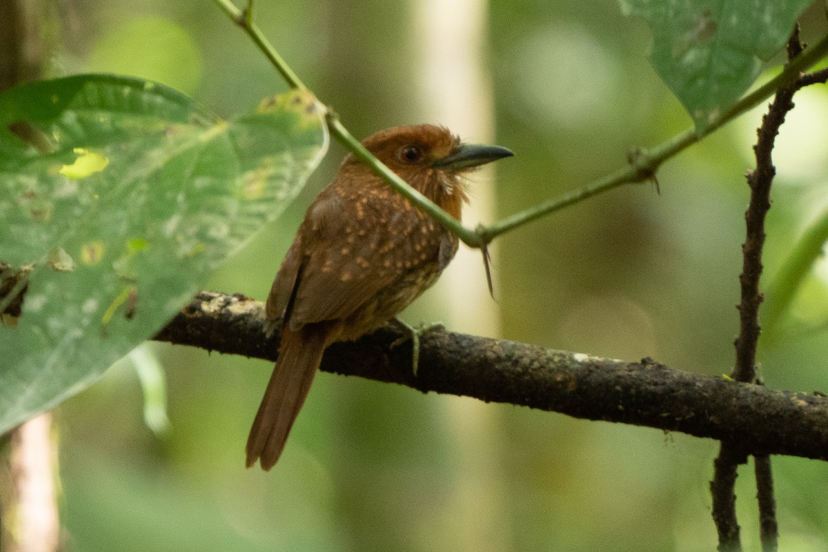 White-whiskered Puffbird - ML410634611