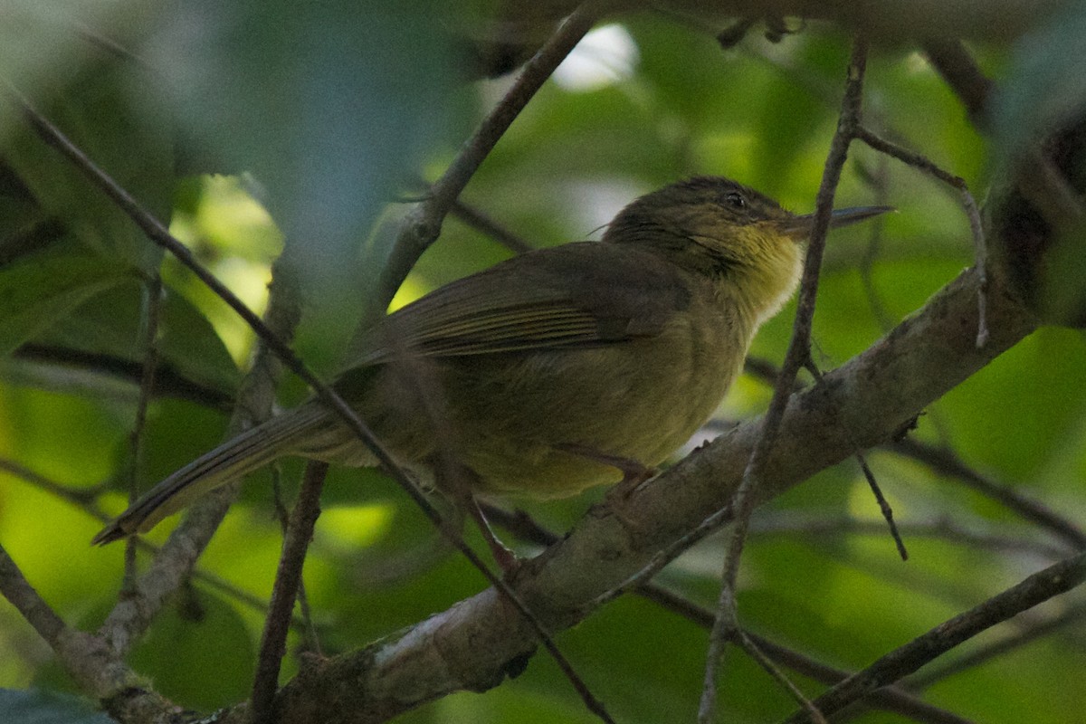 Long-billed Bernieria - Robert Tizard