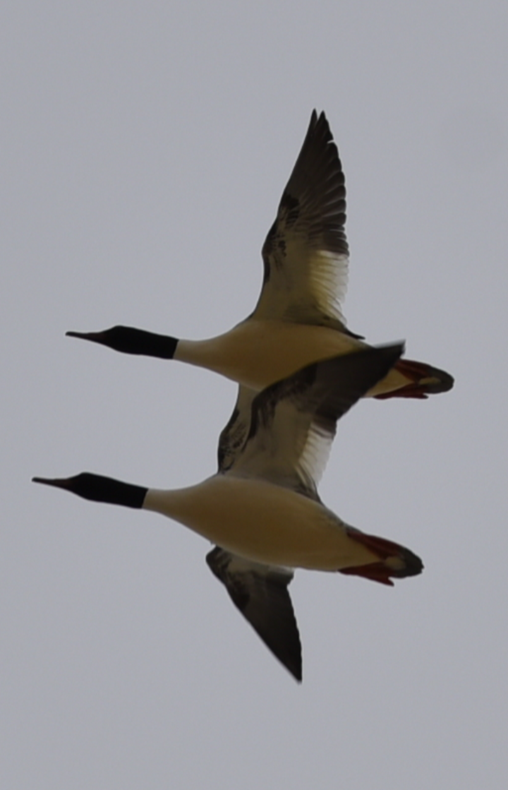 Common Merganser - ML410636851