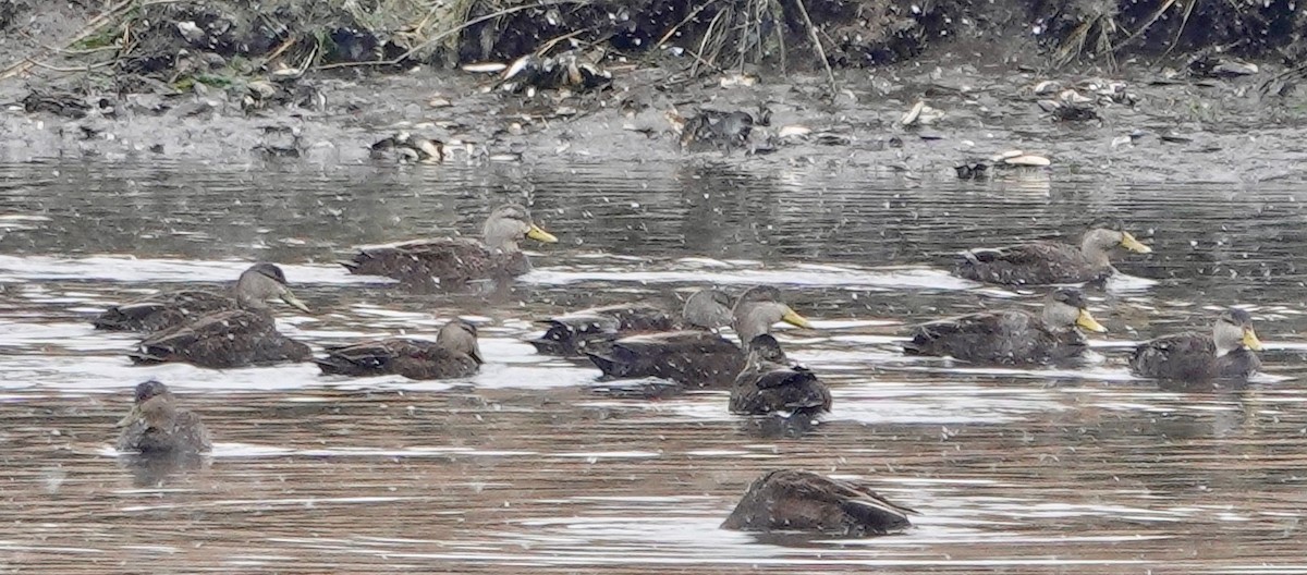 American Black Duck - ML410638621