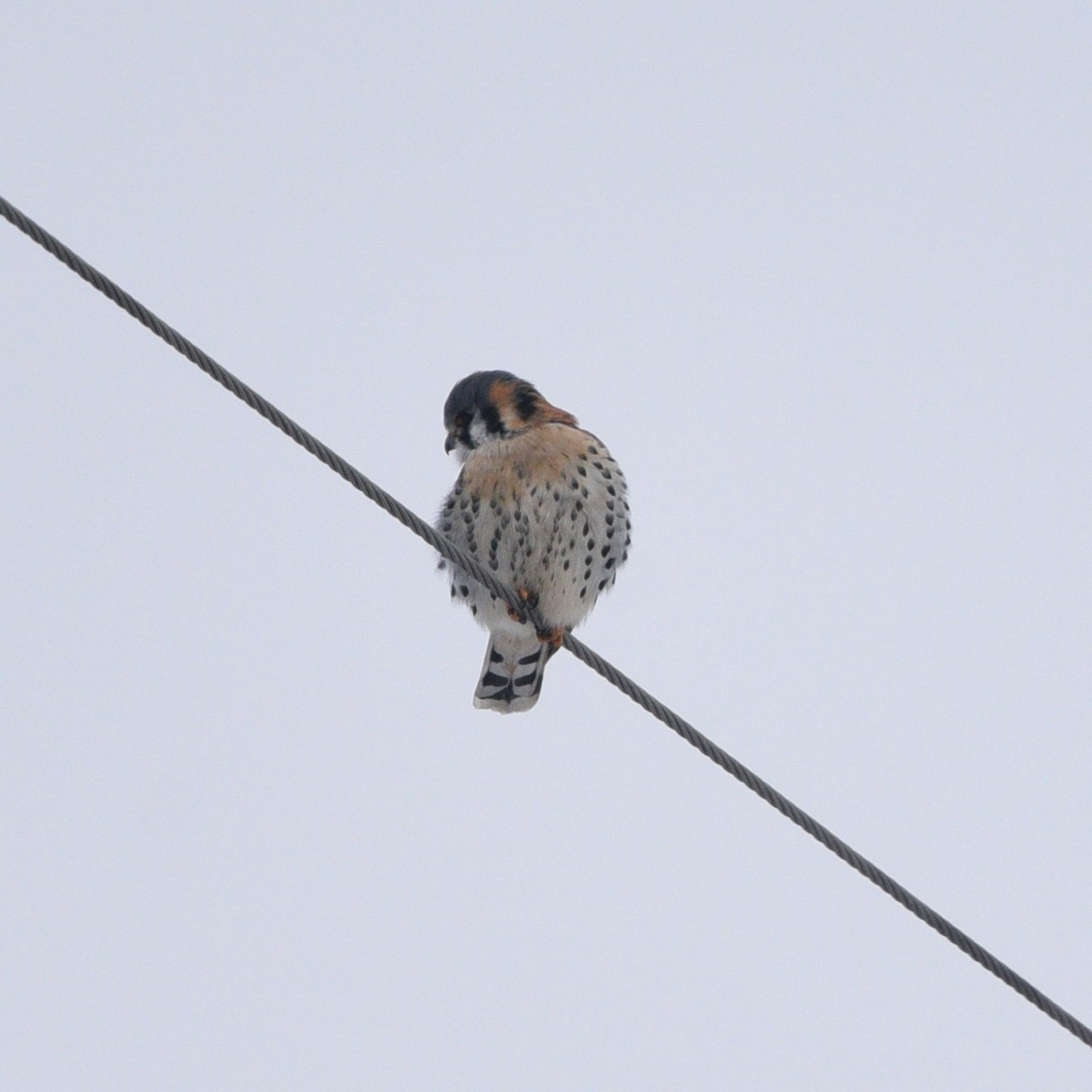 American Kestrel - ML410638701