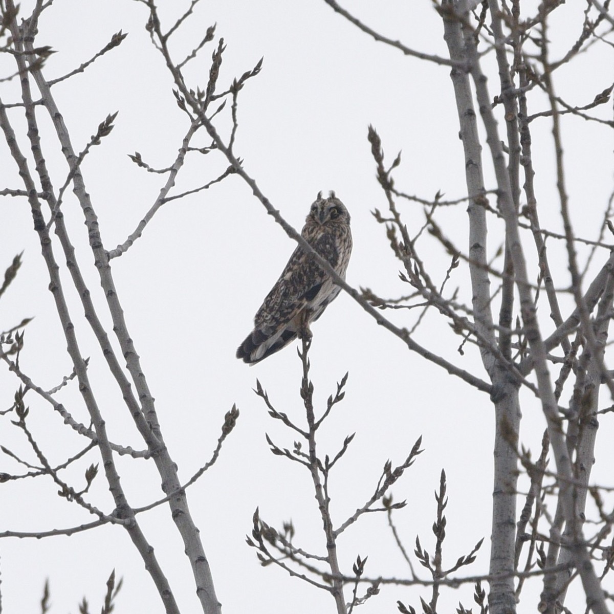 Хулгар гуйванга - ML410638731