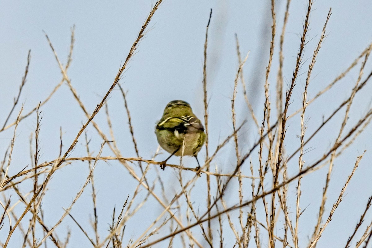 Yellow-browed Warbler - ML410639271