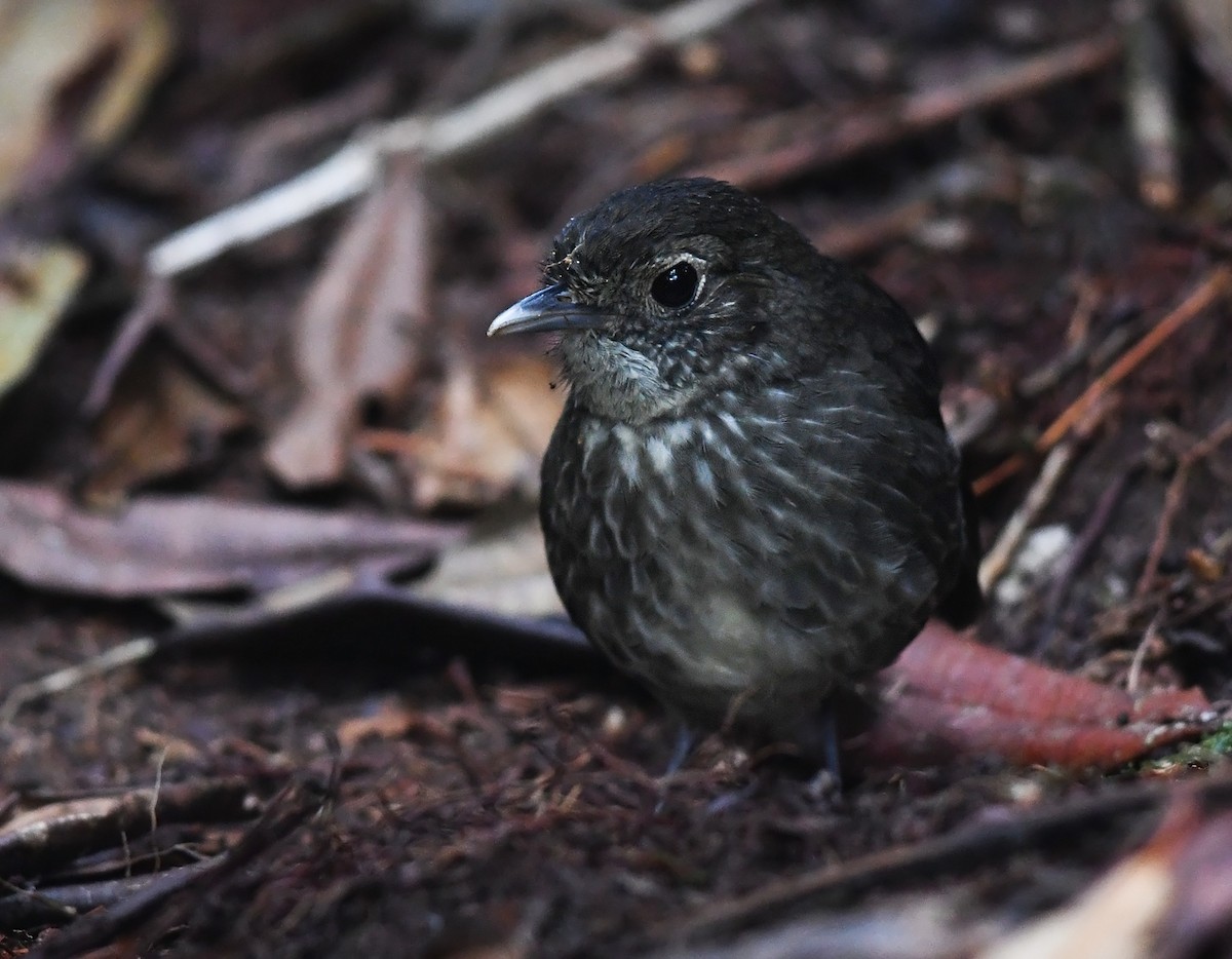 Cundinamarca Antpitta - Joshua Vandermeulen