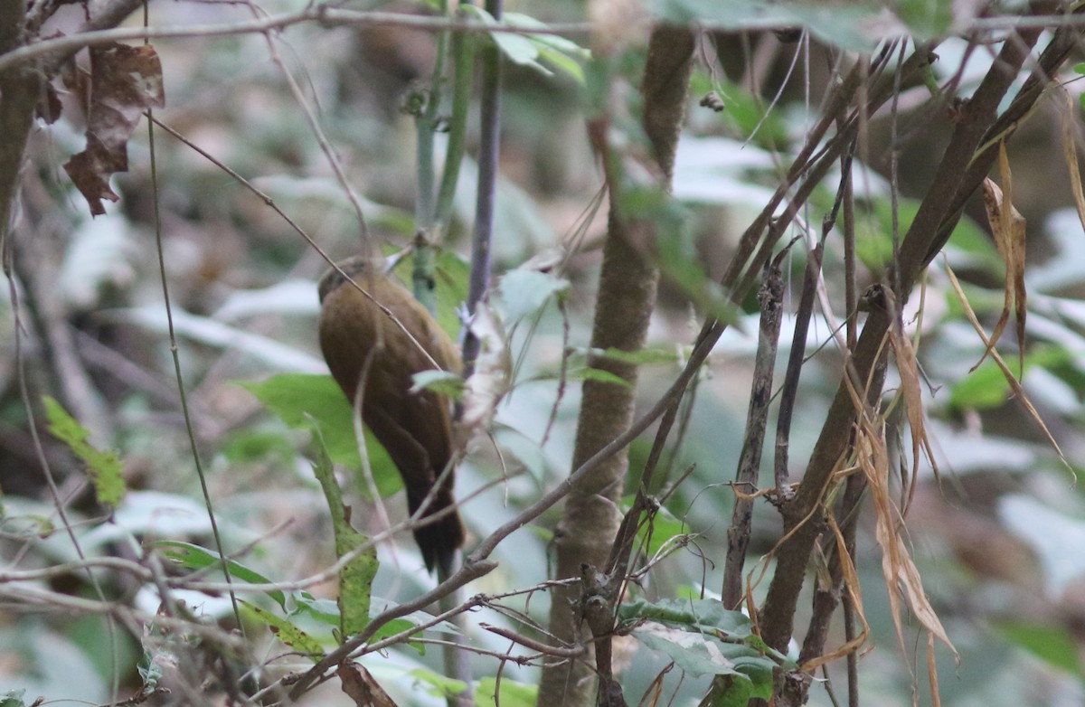 Smoky-brown Woodpecker - ML410639581