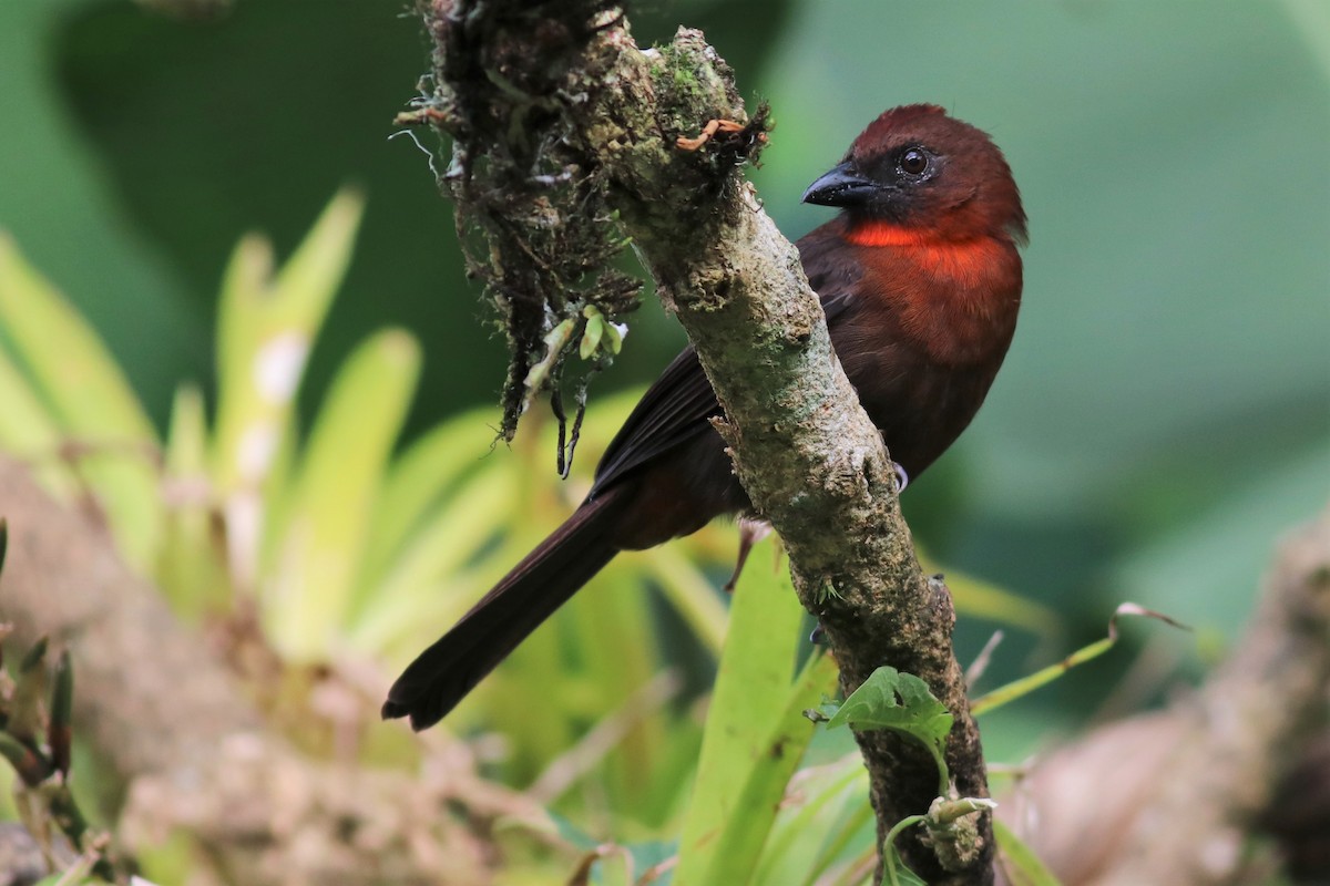 Red-throated Ant-Tanager - Brendan Fogarty