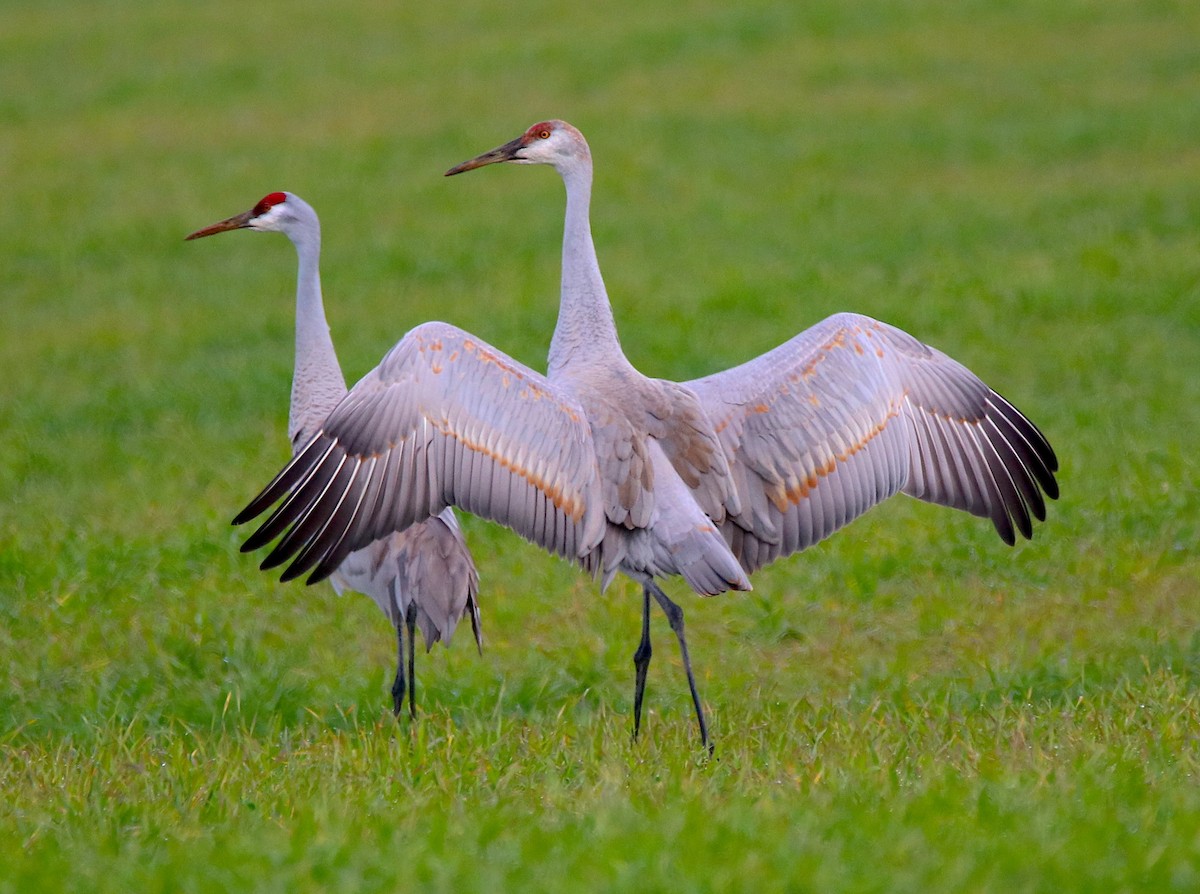 Grulla Canadiense - ML410640401