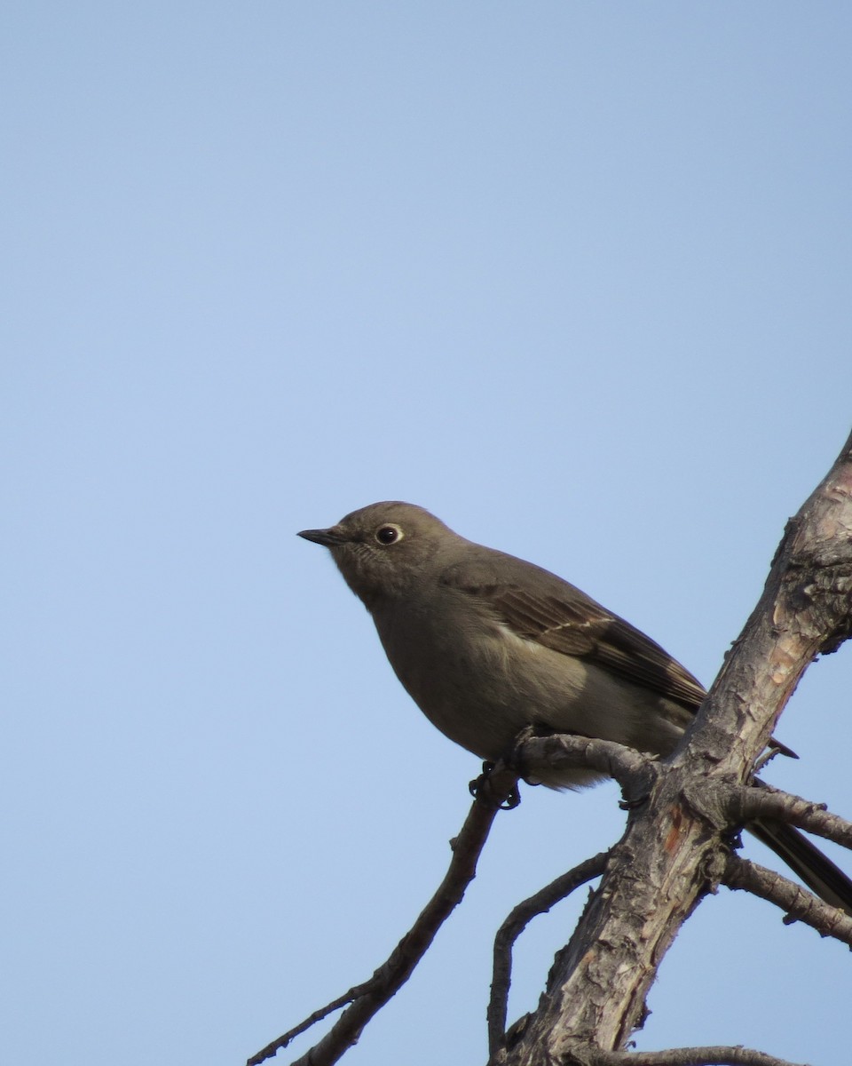 Townsend's Solitaire - ML410644631