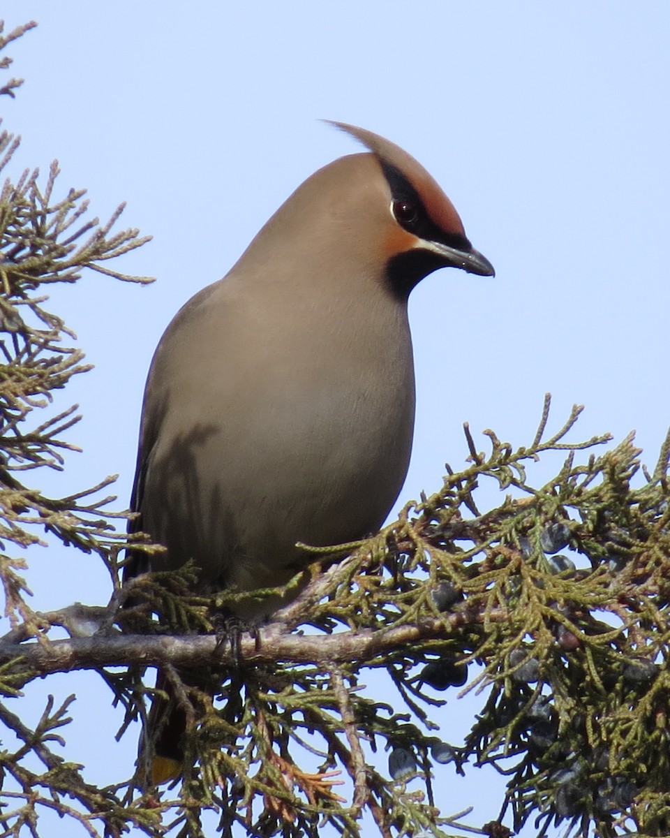 Bohemian Waxwing - ML410644791