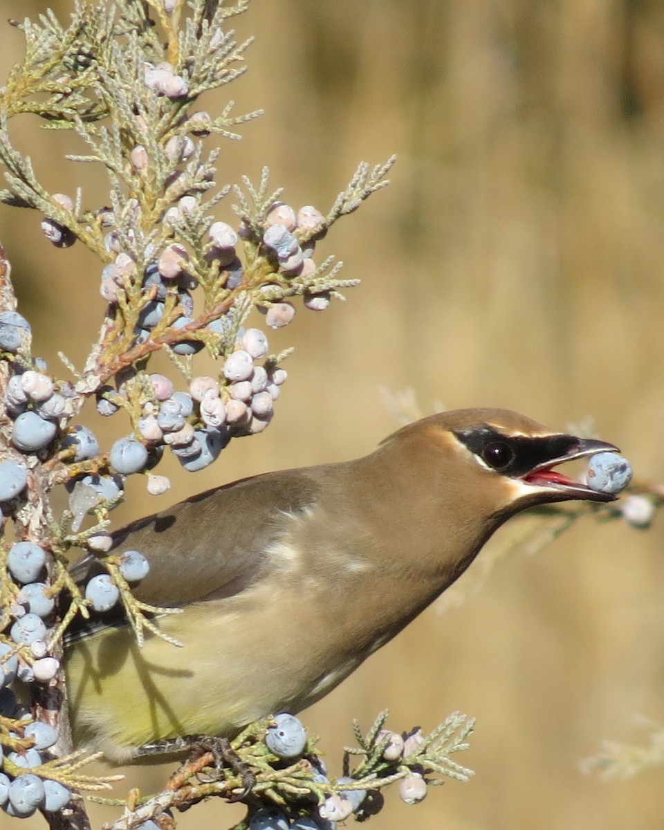 Cedar Waxwing - ML410644891