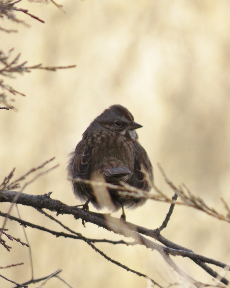 Song Sparrow - ML410645071